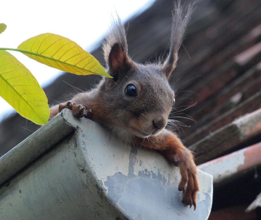 Maintaining Your Gutters- Cleaning and Repair Services